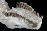 Oreodont (Merycoidodon) Partial Skull - Wyoming #113031-1
